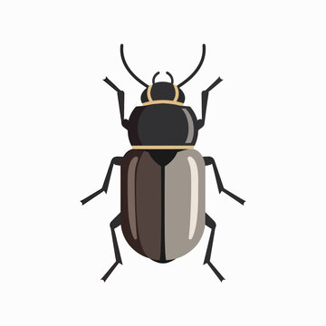 Detailed illustration of a black beetle.