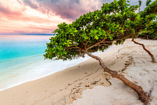 Exotic seascape with sea grape trees leaning above a Caribbean beach at dusk, in Cayo Levantado, Dominican Republic