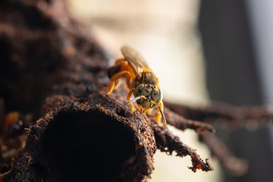 Macro photograph of small native stingless bees from the Amazon, an important species for pollinating the forests in the rainforest, for World Bee Day