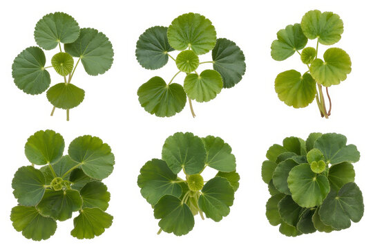 Collection of green geranium leaves isolated on a white background, for botanical projects