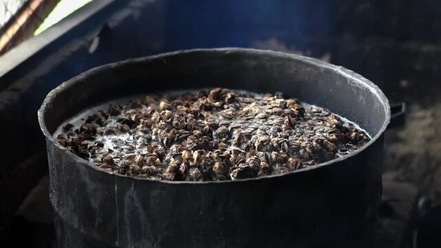 Preparing to make snail satay (Indonesian snail skewers). Skewering the snail meat.
