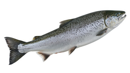 Obraz premium Fresh raw atlantic salmon fish isolated on a white background, showing scales and, fins detail