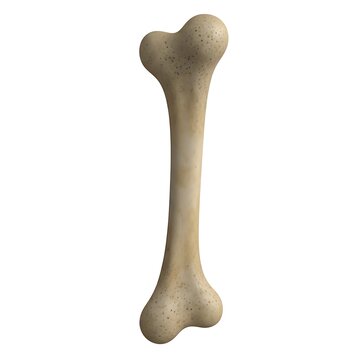 bone structure anatomy animal skeleton.