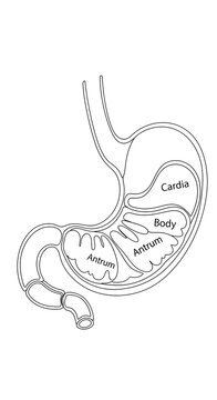 Human stomach anatomy labeled diagram.