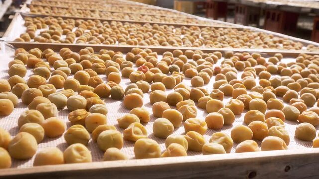 「紀州南高梅の天日干し」和歌山県みなべ町 Sun-Drying Kishu Nanko Ume Plums in Minabe Town, Wakayama, Japan