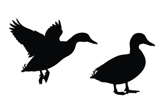 Two ducks in contrasting poses one flying and one standing silhouette