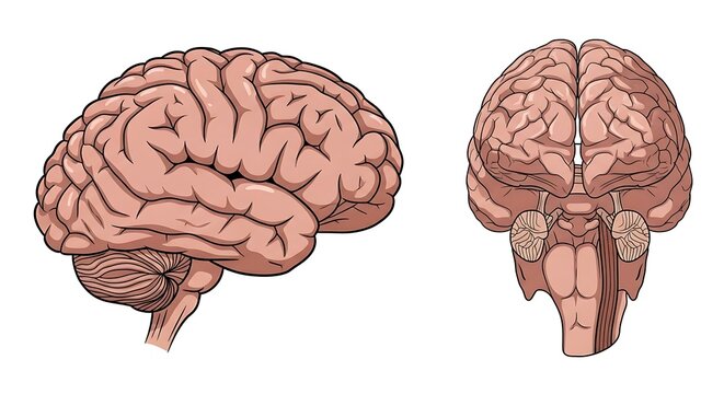 Human brain anatomy medical illustration.