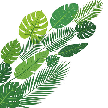 Tropical green leaves on plants.