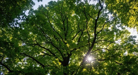 Fototapeta premium Green tree canopy with sunlight shining through leaves nature background
