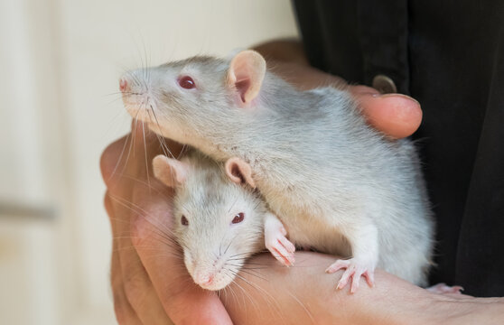 beautiful little decorative mice in hands