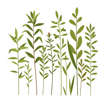Green leaves on plant stems closeup.