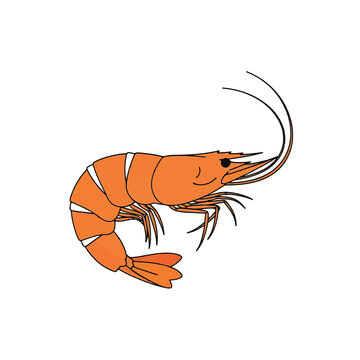 Orange Shrimp Crustacean Sea Creature.