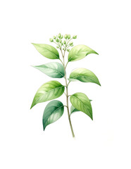 Obraz premium Green Leafy Stem Watercolor Botanical Illustration