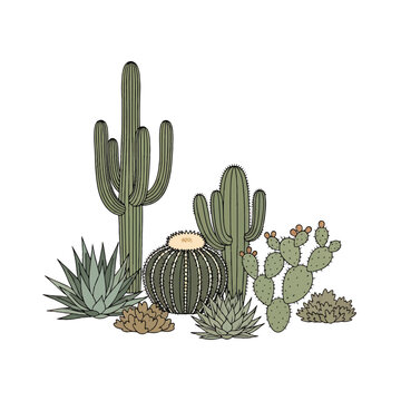 Collection of various cactus plants 21.