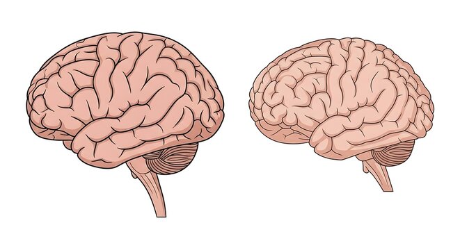 Human brain anatomy illustration side view.