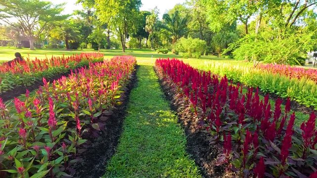 Lush botanical garden pathway lined with vibrant red celosia flowers in bloom during sunny day.