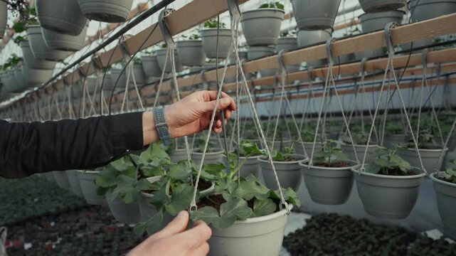 Individual in black shirt adjusts hanging flower pots in a greenhouse, showcasing a series of potted plants suspended from a wooden frame with visible greenery in the background