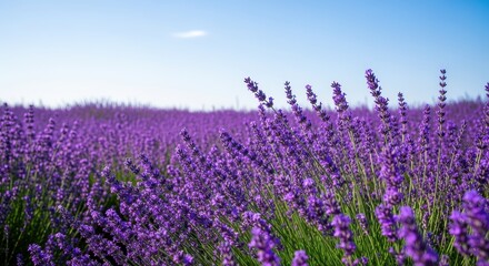 Fototapeta premium Vibrant Lavender Fields Under Clear Blue Skies