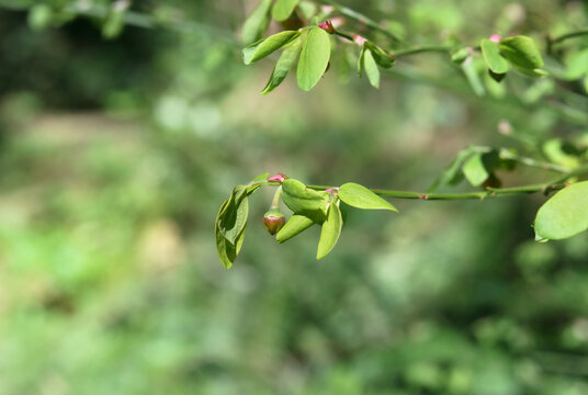 Red huckleberry growing on plant with defocused forest. Red Huckleberry bush with red and green leaf clusters and first berry. Selective focus with defocused foliage. North Vancouver, BC, Canada