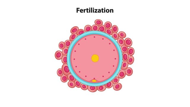 Fertilization process illustration showing sperm approaching and penetrating egg cell in animated motion.