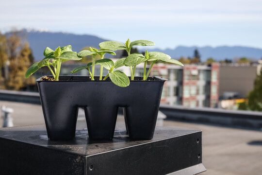 Cucumber seedlings hardening off on rooftop patio with defocused city background. Plants with first true leaves. Spring gardening. Compact bush cucumber for pickling and salad. Selective focus.
