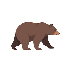Fototapeta premium Brown bear walking on ground 2.
