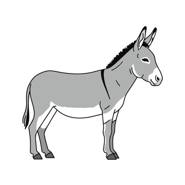 Gray donkey standing alone profile view 1.
