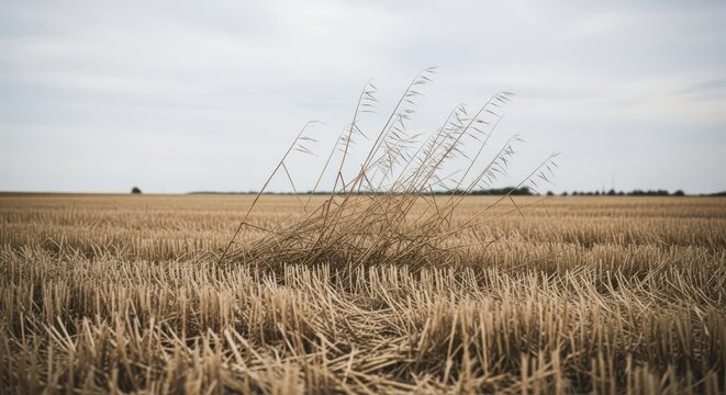 Golden stubble field with dry grass swaying in the wind under a cloudy sky