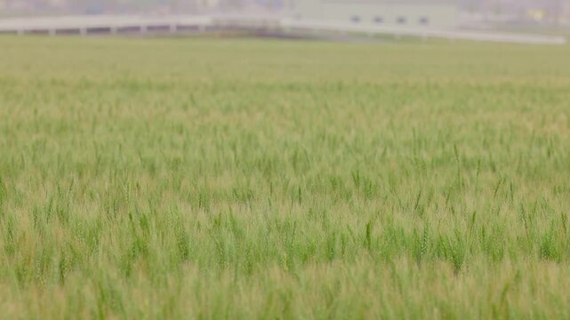 曇り空の下、風に波打つ広大な麦畑と遠景の高架橋（福岡県小郡市）