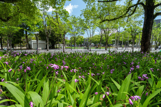 鹿児島市中央公園の紫の花壇と新緑が広がる春の風景