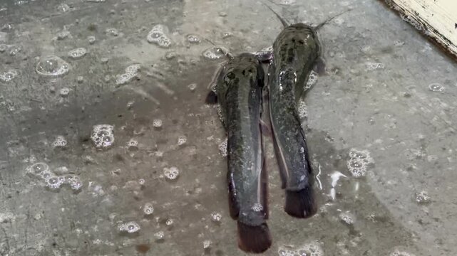 Two catfish (Clarias sp) remaining after being sold at the traditional market.