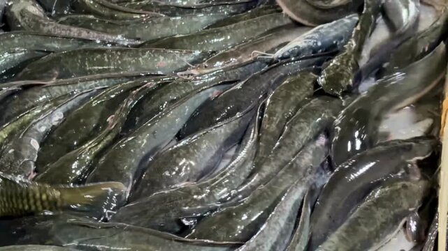 A pile of catfish (Clarias sp) sold at a traditional market.