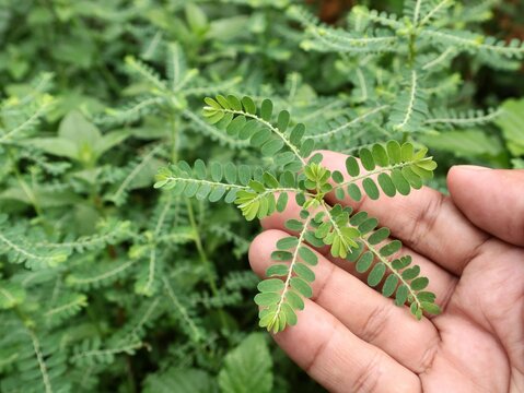 Hand holding a fresh Meniran plant (Phyllanthus niruri) in the garden. This medicinal herb is widely used in traditional medicine for its various health benefits