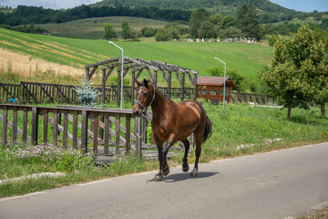 Naklejka premium The horse in the image is a Romanian Semi-Heavy Horse walking on a road,
