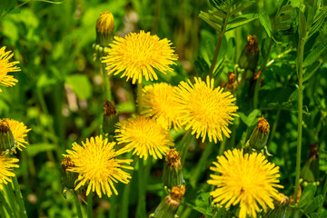Yellow dandelion flowers Taraxacum officinale. Dandelion on spring sunny day © OlgaPak