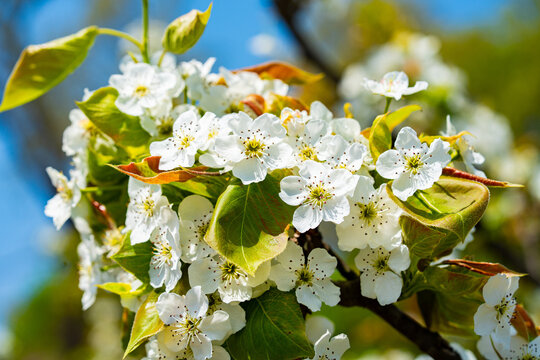 Bloosoms of the Nashi pear, Pyrus pyrifolia, in spring