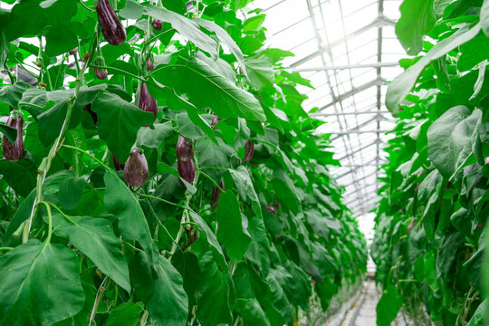 Close-up shows ripe purple variegated eggplants hanging on the plant stem, surrounded by green leaves and sunlight in a field. It is a bright, summer day in the countryside