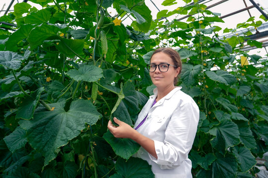 Woman in a white coat and glasses checks the ripeness of a large, ripe purple eggplant while holding it. The eggplant hangs on a plant in a greenhouse during the day.