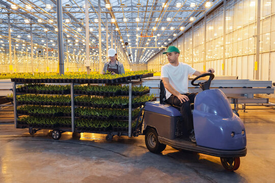 Workers in a large, modern greenhouse. A man on an electric vehicle a woman with trays of green seedlings. Bright yellow light from grow lamps illuminates the scene