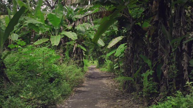 Forward-moving footage flying through a corridor of banana plants along a narrow tropical path surrounded by dense lush greenery.