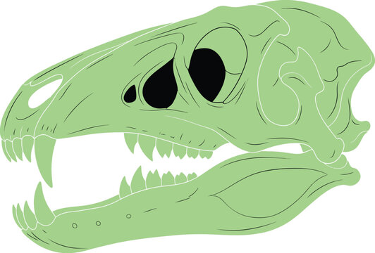 Illustration of A gray dinosaur skull with sharp teeth is shown in profile on a white background.