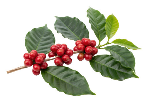 Pristine coffee plant branch with bright red ripe cherries and dark green glossy leaves against a transparent studio background, intricate details. Concept of premium coffee ingredients