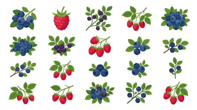 Variety of Fresh Berries Display.