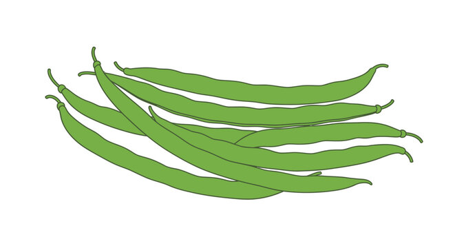 Fresh Green Beans Vegetable Pod.