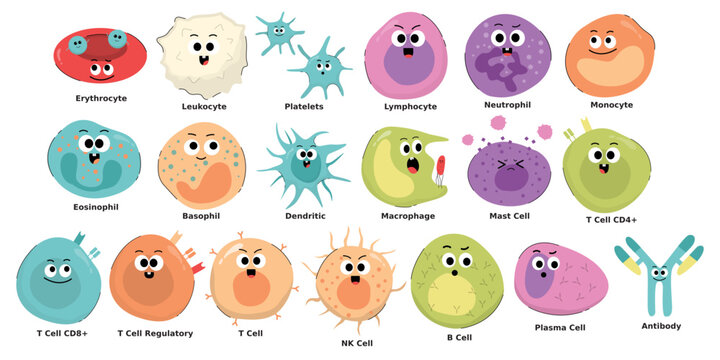 Cute Immune Cell Illustration Set Including Leukocyte Lymphocyte Macrophage Neutrophil Antibody and Blood Cells Collection