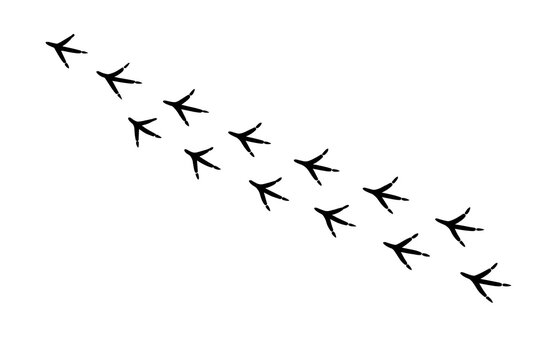 Bird Footprints Trail