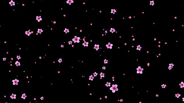 alpha Peach blossom petals falling in the background(After Effects production)
