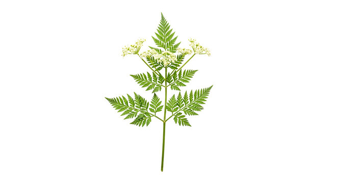Single umbel of hemlock water dropwort in full bloom against black backdrop showcasing delicate white flowers and fractal green leaves