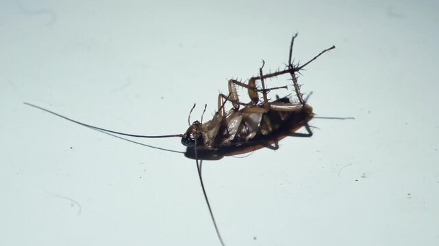 Video capturing a cockroach lying upside down with faint movements, emphasizing realistic detail, subtle motion, and a dramatic, raw visual tone in a minimal setting.