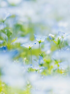 やさしく寄り添う二輪のネモフィラ。明るい晴れの日。春の公園や花壇を彩る風景。眩しい日差しでボケた景色。ぼんやりした花畑のイメージ。縦構図